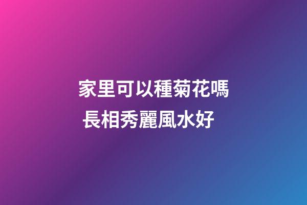 家里可以種菊花嗎 長相秀麗風水好